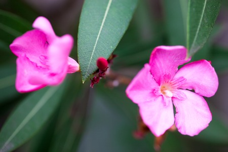 Pink flowers and buds of the Nerium oleander. Close up.