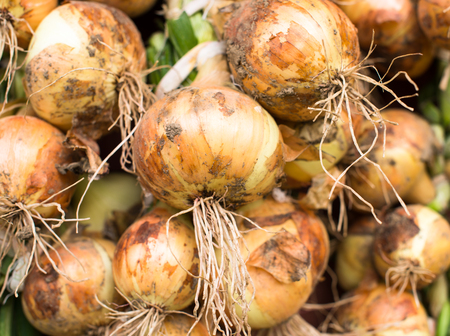 Freshly dug onion bulbs (Allium cepa). Close up.の写真素材