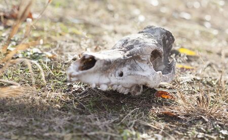Animal's skull on the ground. Close up.