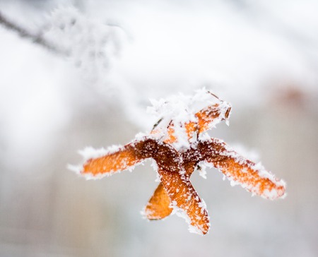 Maple samaras covered with hoarfrost. Close up.の写真素材