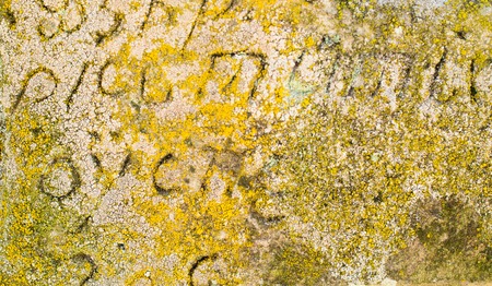 The surface of the old gravestone with lichen and engraved Old Church Slavonic inscriptions. Close...