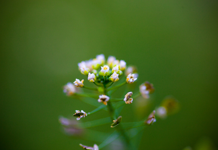 Closeup of the shepherd's-purse flower on the green backgroundの写真素材