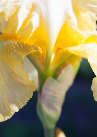 Close up of the yellow iris flower.の写真素材