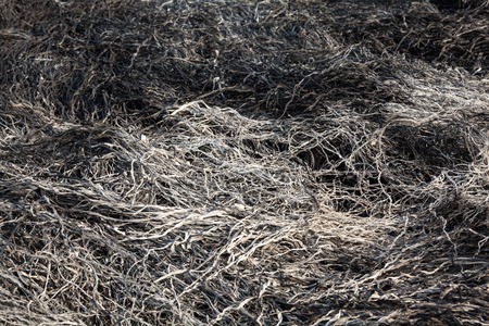 Burnt grass in the field after the big fire. Close up.の写真素材