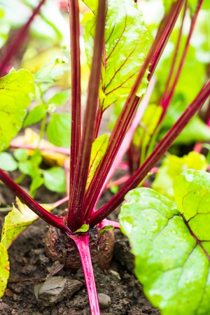 Beetroots (Beta vulgaris) in the vegetable garden.の写真素材