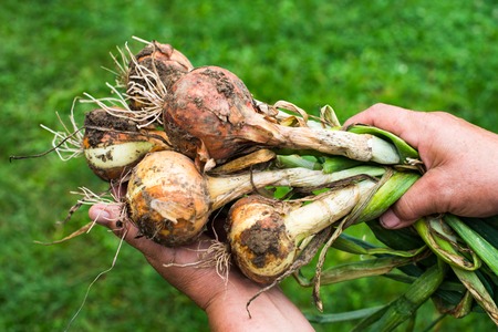Hands holding a bunch of the freshly dug onion bulbs