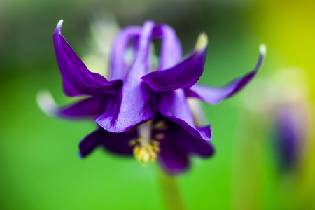 Blue flower of European columbine (Aquilegia vulgaris). Close up.の写真素材