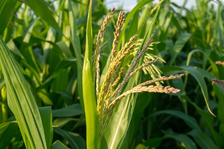 Blooming maize (Zea mays) in the field. Inflorescence of male flowers. Close-up.の写真素材