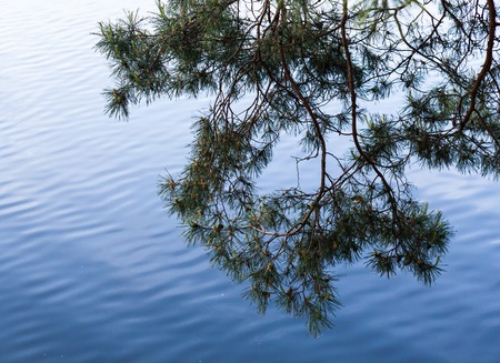 Pine tree branches against the rippled water surfaceの写真素材