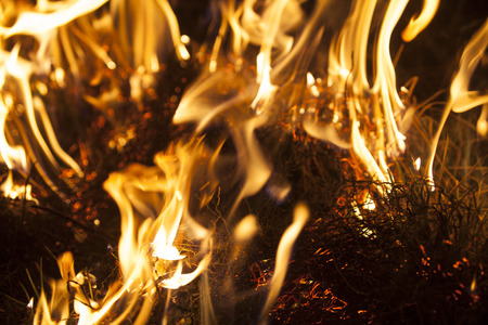 Dry grass burning in the fire. Close up.