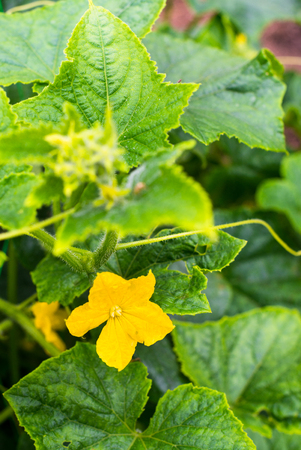 Cucumber yellow flower and green leaves. Close up.の写真素材