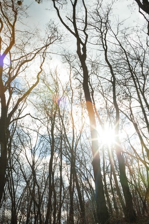 Silhouettes of the bare trees against the shining sun