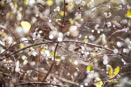 White snowberries (waxberries, ghostberries, Symphoricarpos) wet after the rain on the shrubs in a...