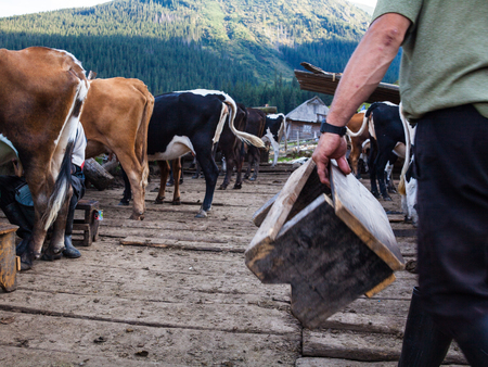 Chornohora, Carpathian Mountains, Ukraine - August 30, 2015: Cows and workers on the dairy farm in the Ukrainian Carpathians.の写真素材