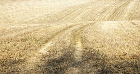 Long dirt road in the dry field.の写真素材