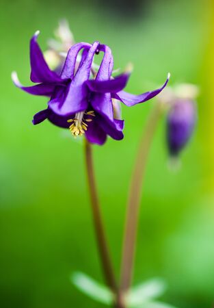 Blue flower of European columbine (Aquilegia vulgaris). Close up.の写真素材