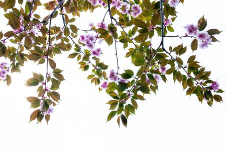Cherry tree blooming branches against the sky.の写真素材