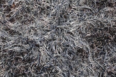 Burnt grass in the field after the big fire. Close-up.