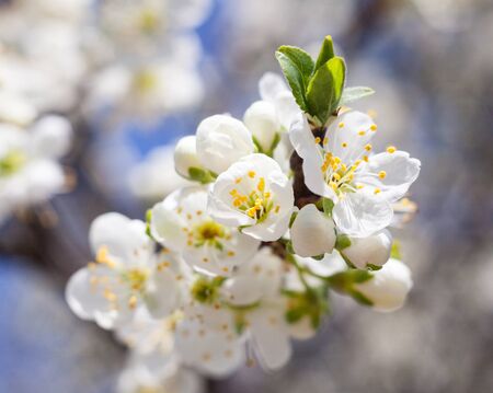 Apple tree flowers in the spring garden. Spring blossom. Close-up.