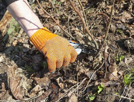 Hand pruning the rose shrub in spring. Close up.の写真素材