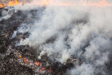 Big fire in the field. The burnt smoking grass and the grass still burning.
