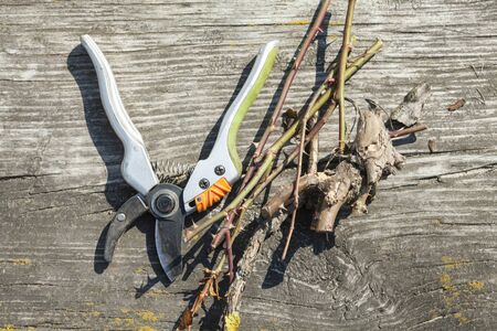 Pruning shears and cut branches on the wooden surface.