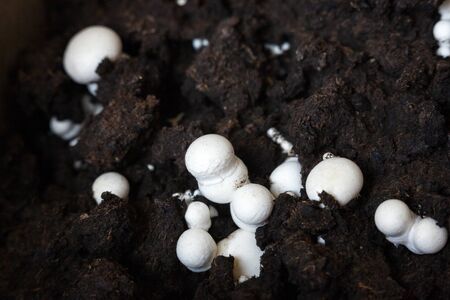 Growing button mushrooms (Agaricus bisporus, champignon, portobello, common mushroom). White mushroom caps in the black ground.の写真素材