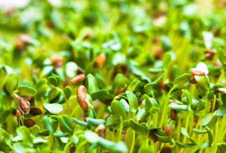 Sprouting of the seeds (linseeds, linen seeds, flax seeds). Healthy eating. Food background.の写真素材