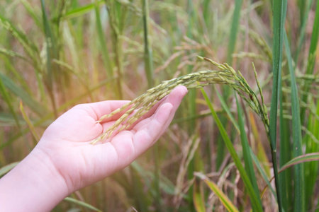 hand tenderly touching a young rice in the paddy fieldの写真素材