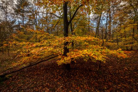 Tree in autumn colours in the forestの写真素材