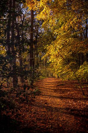 Forest path with autumn coloursの写真素材