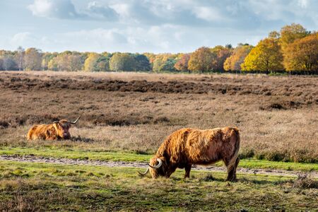Cows in natureの写真素材