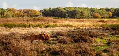 Cows in natureの写真素材