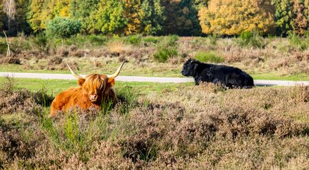 Cows in nature