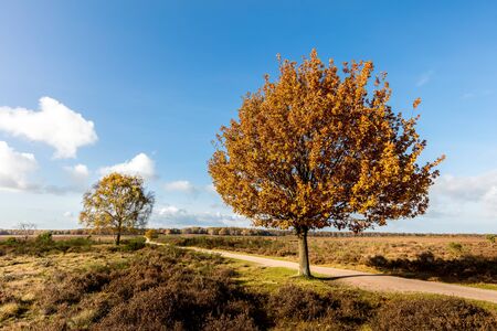 Oak tree in autumnの写真素材