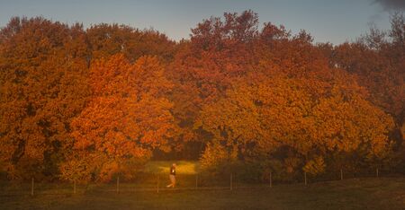 Autumn colours has arrived.の写真素材
