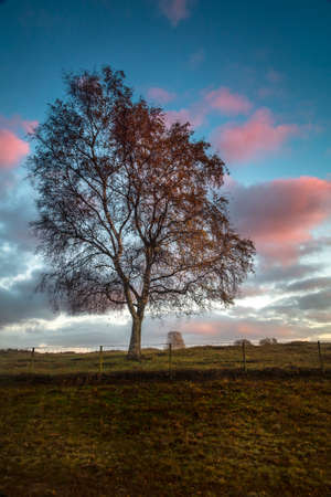 Sunrise in the field with trees and a colorful skyの写真素材