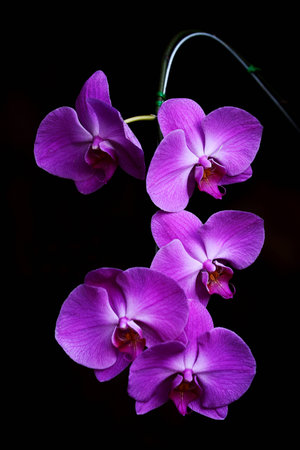 Phalaenopsis Orchidsの写真素材