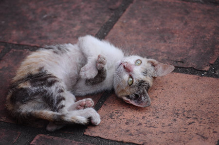 Cute cat 