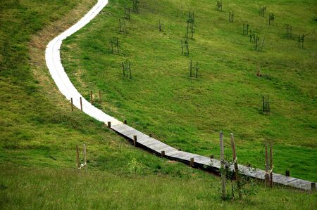 wooden and stone foothpath, green grass, growing vines,の写真素材