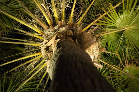 palm detail, photo taking below the palm, green leavesの写真素材
