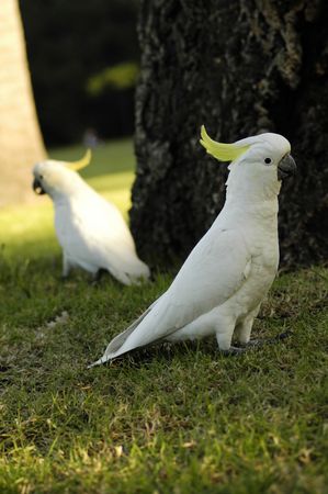 two white parrots with yellow feathers on headの写真素材
