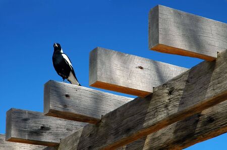 black and white bird sitting on logs, garden detail photoの写真素材