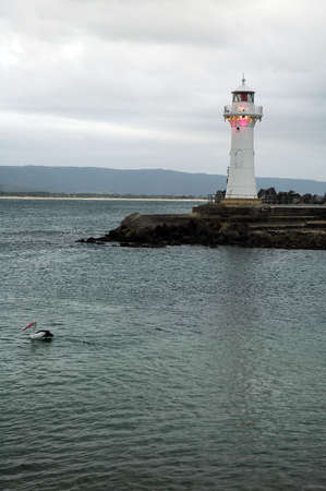 white lighthouse on australian coastline, bird in foregroundの写真素材