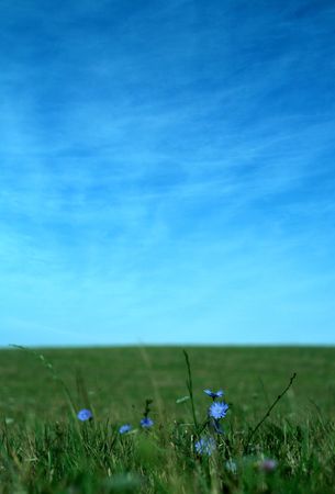 blue flowers on a green field, blue skyの写真素材