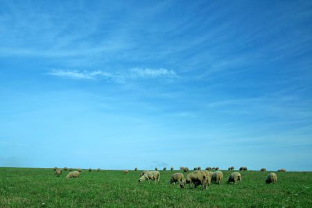 blue sky and green grass, several sheepの写真素材