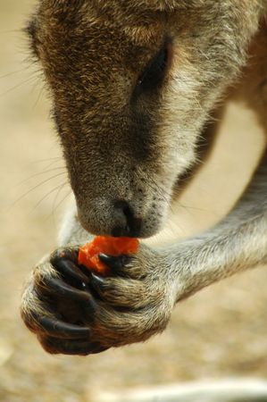kangaroo eating red carrot detail, photo taken in sydney zooの写真素材