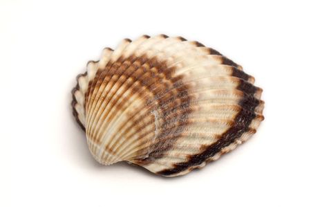detail photo of a single sea shell isolated on white backgroundの写真素材