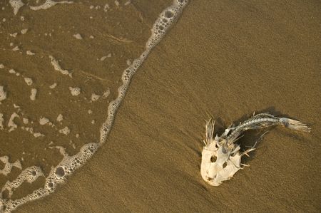 dead fish bones stranded on sand, ocean waterの写真素材
