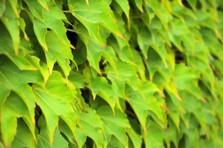 nature background made of green leaves, shallow depth of view